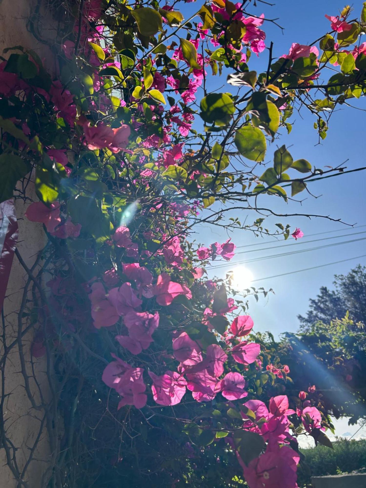 Hotel Auberge Provencale Saint-Raphaël Εξωτερικό φωτογραφία